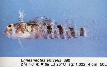Enneanectes altivelis